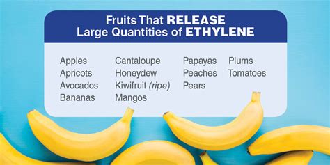 Ethylene Producing Fruits (Everything You Need To .